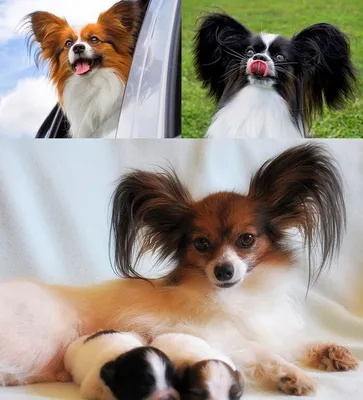 Гладкошерстная собака с висячими ушами порода (59 фото) - картинки  sobakovod.club