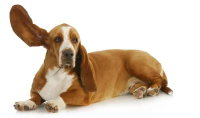 21 Собака с длинными ушами: самые лопоухие породы. - Догофф