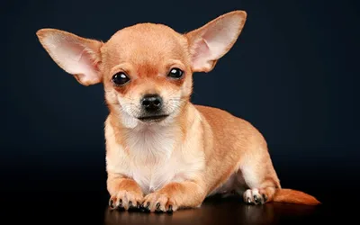 10 интересных фактов об ушах вашей собаки