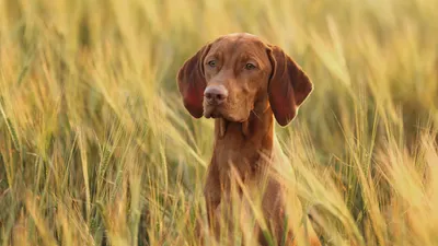 Породы собак с большими ушами: фото и названия | «Дай Лапу»