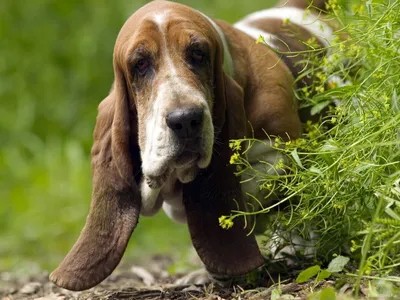 Зачем охотничьим собакам длинные уши