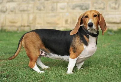 Собака с длинными ушами: список самых популярных пород с фотографиями и  описаниями