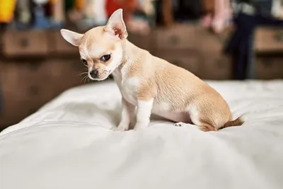 Собака с самыми длинными ушами попала в Книгу рекордов Гиннеса - ET |  Artiсles