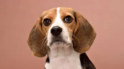 Маленькие породы собак с длинными ушами - 68 фото