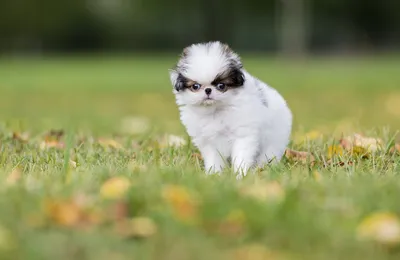 Самые милые щенки маленьких пород собак | Лапки.TV | Дзен