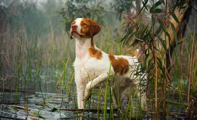 Английские породы собак – ТОП-15 с фотографиями и названиями