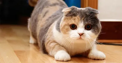 Шотландская вислоухая кошка - это по-своему уникальная порода, так как  обладает очень нестандартной формой ушей.