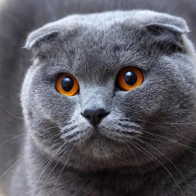Какие особенности у шотландских вислоухих котят? | www.kakprosto.ru | Дзен