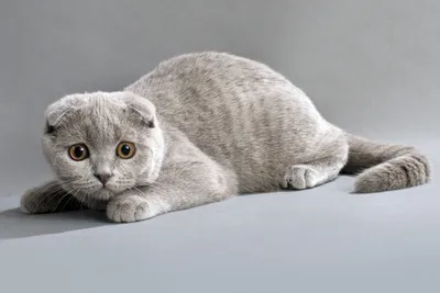 Шотландский вислоухий - милая порода кошек с добрым сердцем» — создано в  Шедевруме