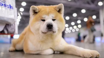 Самые популярные породы собак и интересные факты о них - V.O.G DOG