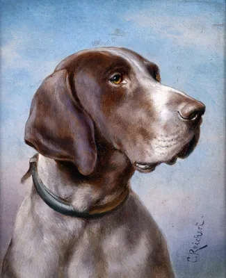 Портрет собаки RECA20, Райхерт Карл - печатаные картины, репродукции на  холсте на UkrainArt