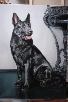 Секреты съемки портретов собак | Блог о фотографии | Команда foto.by