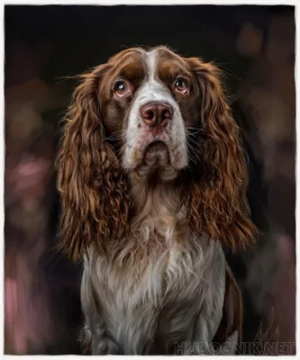 портрет s собаки акварель иллюстрация штока. иллюстрации насчитывающей  щенок - 89657356
