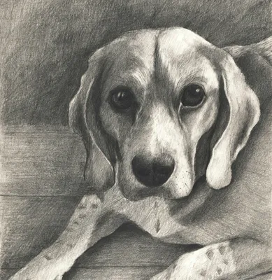 портрет собаки на белом фоне PNG , собака, животное, домашний питомец PNG  картинки и пнг PSD рисунок для бесплатной загрузки