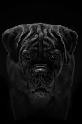 Картина Портрет собаки Собака в графике Портрет по фото в интернет-магазине  Ярмарка Мастеров по цене 4165 ₽ – RBWKYRU | Картины, Алексеевка - доставка  по России