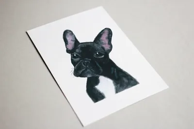 Портреты собак цветными карандашами | Пикабу