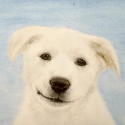 Портрет собаки породы Доберман, не дорого, без посредников