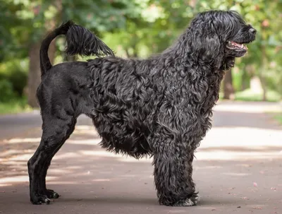 Португальская водяная собака | Royal Canin UA