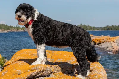 Информация о породе португальская водяная собака и особенностях ее  характера | Хиллс