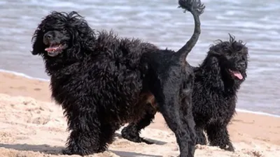 Португальская водяная собака: уникальный пёс, обожающий активный образ  жизни. Собаки бывшего президента США Барака Обамы | Пёсико | Дзен