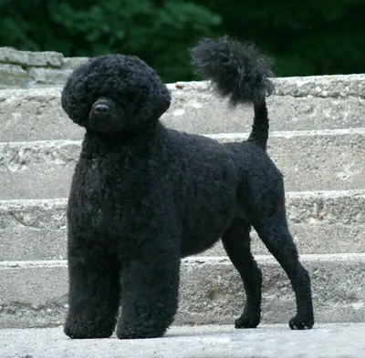 Portuguese Water Dog | Water dog, Portuguese water dog, Dogs