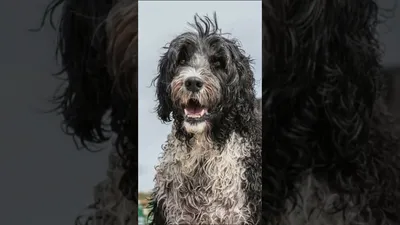 Бринка Водяная Собака — стоковые фотографии и другие картинки Португальская  водяная собака - Португальская водяная собака, Волосы животного,  Горизонтальный - iStock