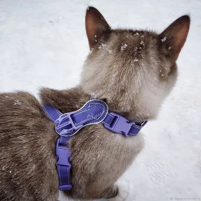 Комплект Поводок+шлейка для кошек 120*1 см - купить в Новосибирске по цене  от 433 рубля в интернет-магазине Мокрый Нос с доставкой