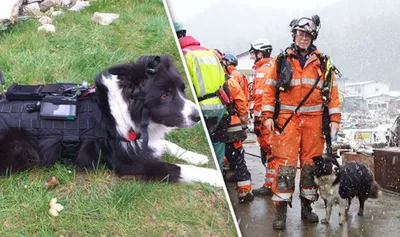 Пожарные почтили память собаки, спасавшей жизни людей на протяжении 10 лет  | Пикабу