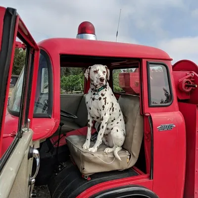 Почему пожарные часто держат на станциях собак-далматинов? — Музей фактов