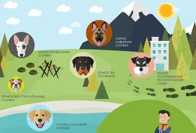 Почему далматинцы - пожарные собаки: подробно