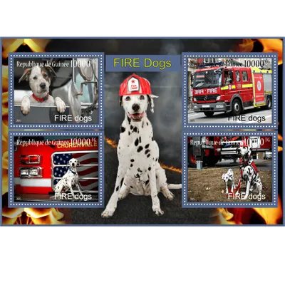 Картинки пожарные собаки толстой (50 фото) » Картинки, раскраски и  трафареты для всех - Klev.CLUB