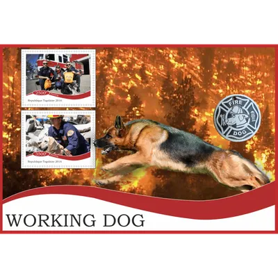 Собака-пожарник играет особую роль в борьбе с пожарами