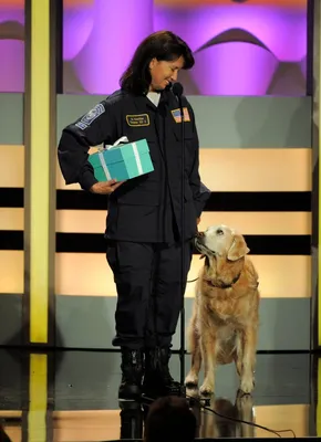 Шляпа пожарного собаки нося Стоковое Фото - изображение насчитывающей рот,  щенок: 40905176