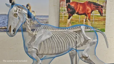 наездник селфи со своей лошадью Стоковое Фото - изображение насчитывающей  снаружи, природа: 232418694