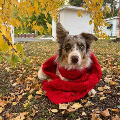 Идеи для отдыха с собакой (63 фото) - картинки sobakovod.club
