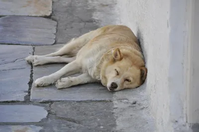 О чем говорит поза, в которой спит собака? l Статьи Мокрый Нос
