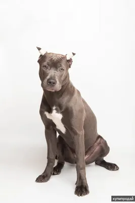 Собака Прайтер - описание породы, фото щенков и цена питбуля прайтер |  Pet-Yes