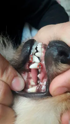 Исправление прикуса или Зачем собаке красивые зубы?