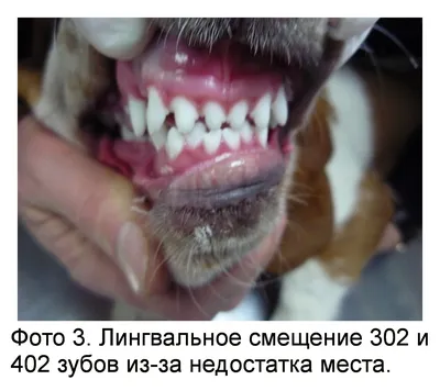 Прикус у собак. Исправление прикуса в Беларуси