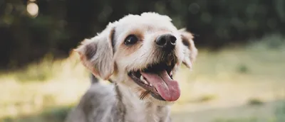 Зубы у собаки – строение челюсти и рекомендации по уходу – ProPlan.ru