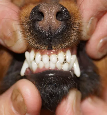 Исправление прикуса или Зачем собаке красивые зубы?