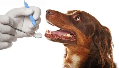 Нужны ли собакам брекеты и как чистить зубы кошкам? Отвечает ветеринарный  стоматолог - Афиша Daily