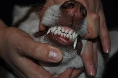 Лечение зубов у собак и кошек: когда нужно обратиться к  ветеринару-стоматологу?