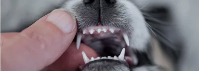 Когда у щенка меняются зубы: смена молочных зубов у щенков | PERFECT FIT™