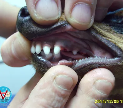 Зубы у чихуахуа | Питомник чихуахуа FCI JudiTeilor - купить щенка чихуахуа  - Беларусь/Россия | Дзен