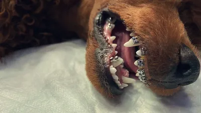 Смена зубов у щенков