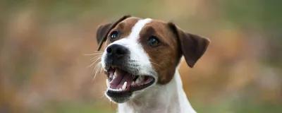 5 интересных фактов о зубах собак - Питомцы Mail.ru