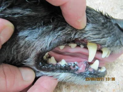petcity23 - Часто встречается патология у мелких пород собак – двойной ряд  зубов🫢 Лишние зубы у собак – это молочные зубы, которые не могут сами  выпасть. Если вовремя не удалить молочные зубы
