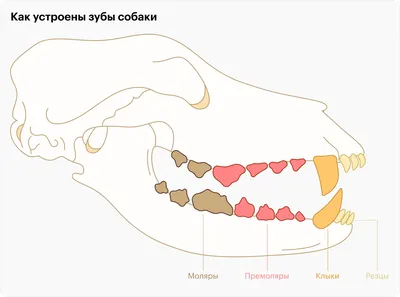 Удаление молочных зубов у мелких пород собак