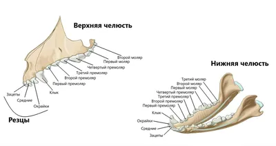 Когда у щенка меняются зубы: смена молочных зубов у щенков | PERFECT FIT™